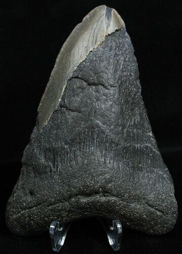 Bargain Inch Megalodon Tooth #2337